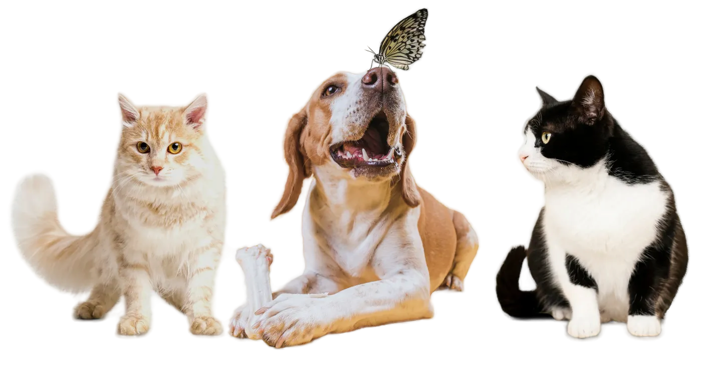 Featured golden retriever portrait placeholder